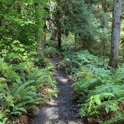 Kala Point Village - Hoh Rain forest