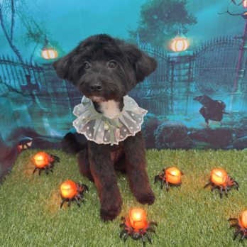 My Best Friend Dog Spa - I loved how Ami sent me before and after pictures! - Pet Groomers Near Me - Honolulu, Hawaii My Best Friend Dog Spa - I loved how Ami sent me before and after pictures! - Pet Groomers Near Me - Honolulu, Hawaii
