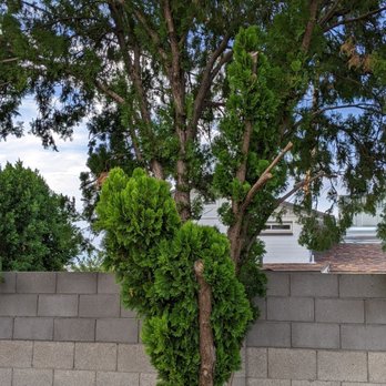 ArborCraft Tree Service - Terrible. - Tree Services Near Me - Phoenix, Arizona