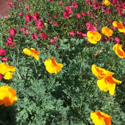 Present Life Counseling of Marin