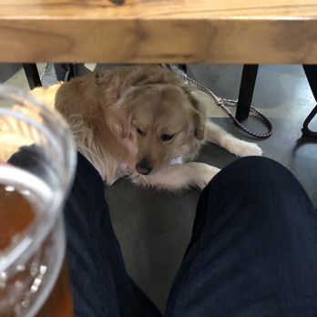 Resolute Brewing Tap & Cellar - Lemon, our Golden Retriever - Breweries Near Me - Arvada, Colorado