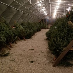 Murphy's Christmas Trees - Michigan trees