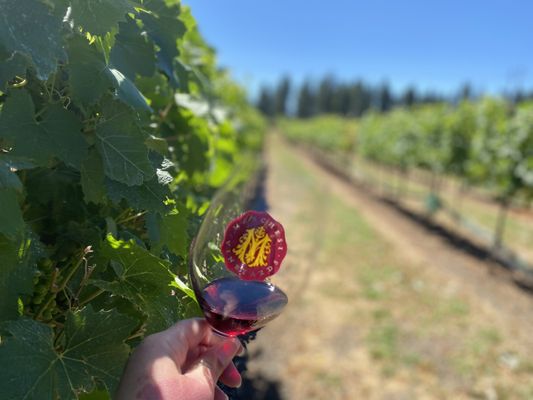 Marchesi Vineyards & Winery by null