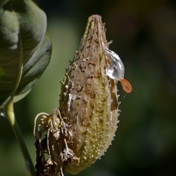 The Oregon Garden - Milkweed emerging - Botanical Gardens Near Me - Silverton, Oregon The Oregon Garden - Milkweed emerging - Botanical Gardens Near Me - Silverton, Oregon