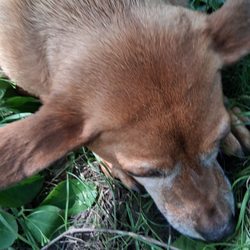Dollar Tree - Brownie my sweet Rescue loves to explore outside.