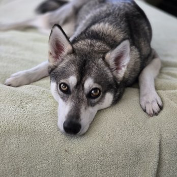 Hawaii Dog Training Services - Pet Training Near Me Hawaii Dog Training Services - Pet Training Near Me