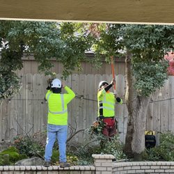 American Arbors Tree Service - During