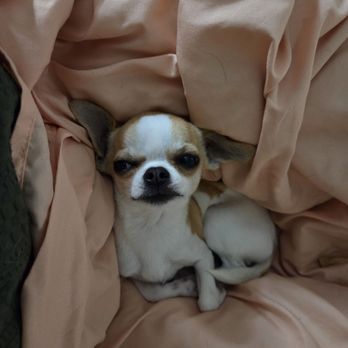 A Legacy Chihuahua - Legacy's Sassy Boy Mama's Treasure - Pet Services Near Me A Legacy Chihuahua - Legacy's Sassy Boy Mama's Treasure - Pet Services Near Me