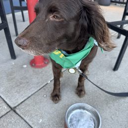 Bubba's 33 took great care of our dog. A real dog dish for water and ice plus pets from the waiter.