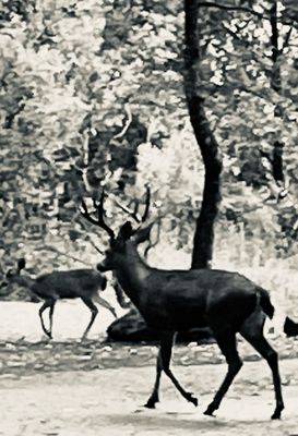 Sugarloaf Ridge State Park by null