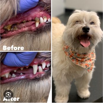 Fur Babes Spa - Yes, we do offer deep teeth cleaning!! No anesthesia needed. Pls call and ask for more information - Pet Groomers Near Me - Riverside, California Fur Babes Spa - Yes, we do offer deep teeth cleaning!! No anesthesia needed. Pls call and ask for more information - Pet Groomers Near Me - Riverside, California