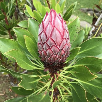 Kula Botanical Gardens - Parks Near Me - Kula, Hawaii Kula Botanical Gardens - Parks Near Me - Kula, Hawaii