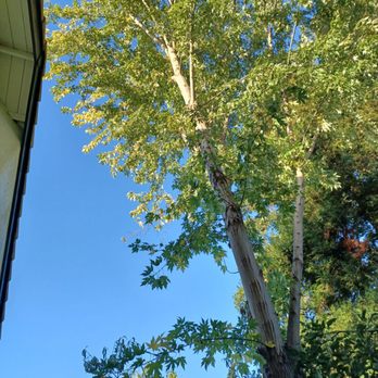 Ceballos Tree Services - Maple tree trimmed away from the house. - Tree Services Near Me Ceballos Tree Services - Maple tree trimmed away from the house. - Tree Services Near Me