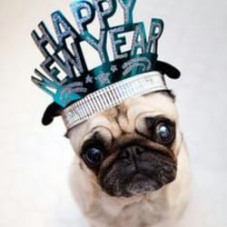 Helpful Heather - Happy 2015 woof woof to all of our amazing clients and our buddies we love to be with xoxo