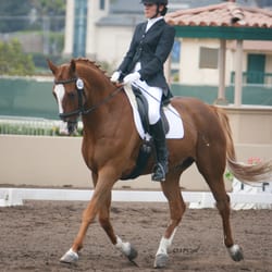 Dreamtime Sport Horses - Bethany Wallace
