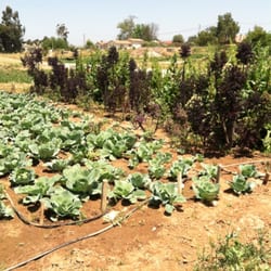 San Diego Organic Farms