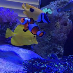 Ocean To You Aquariums