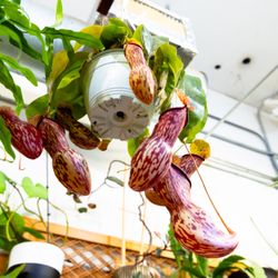 Katsura Garden - pitcher plants!