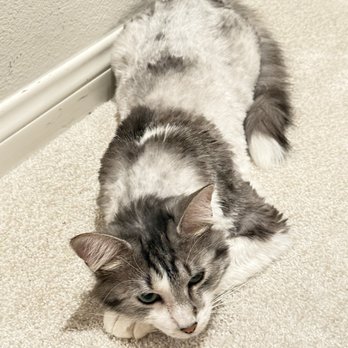 Magic Pet Spa - Cat after hair cut - Pet Groomers Near Me - Irvine, California Magic Pet Spa - Cat after hair cut - Pet Groomers Near Me - Irvine, California