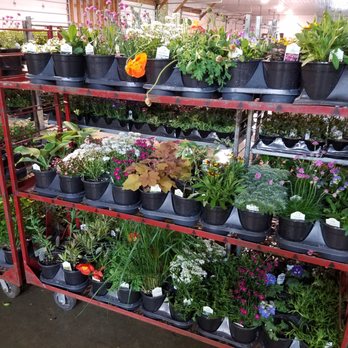 Amish Flower Auction Riceville Iowa | Best Flower Site