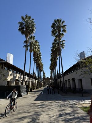 Stanford University by null