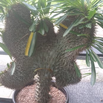 Bearss Groves - Funky cactus that looks like a butterfly sort of! - Farmers Market Near Me - Tampa, Florida Bearss Groves - Funky cactus that looks like a butterfly sort of! - Farmers Market Near Me - Tampa, Florida