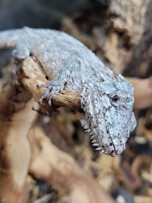 High Desert Geckos Exotic Pets & Supplies