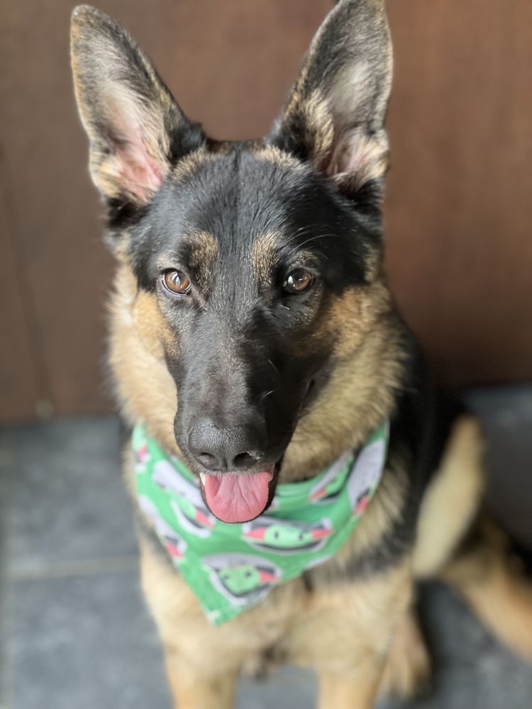 Pupridge Farms - pet boarding facility in Pittsburgh, PA