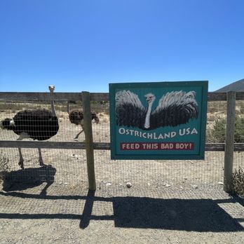 Ostrichland USA - Attraction Farms Near Me - Solvang, California