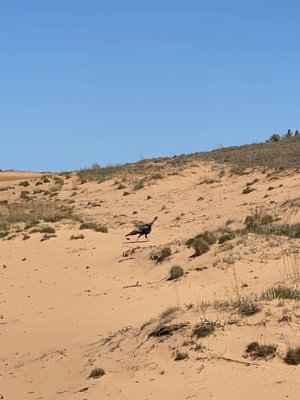 Sand Valley by null