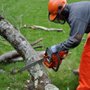 Photo of Forest Tree Service