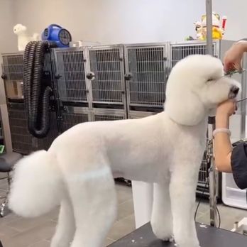 Ciya Pet Grooming - Pet Groomers Near Me - Palm Desert, California Ciya Pet Grooming - Pet Groomers Near Me - Palm Desert, California
