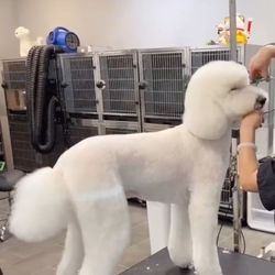 Ciya Pet Grooming