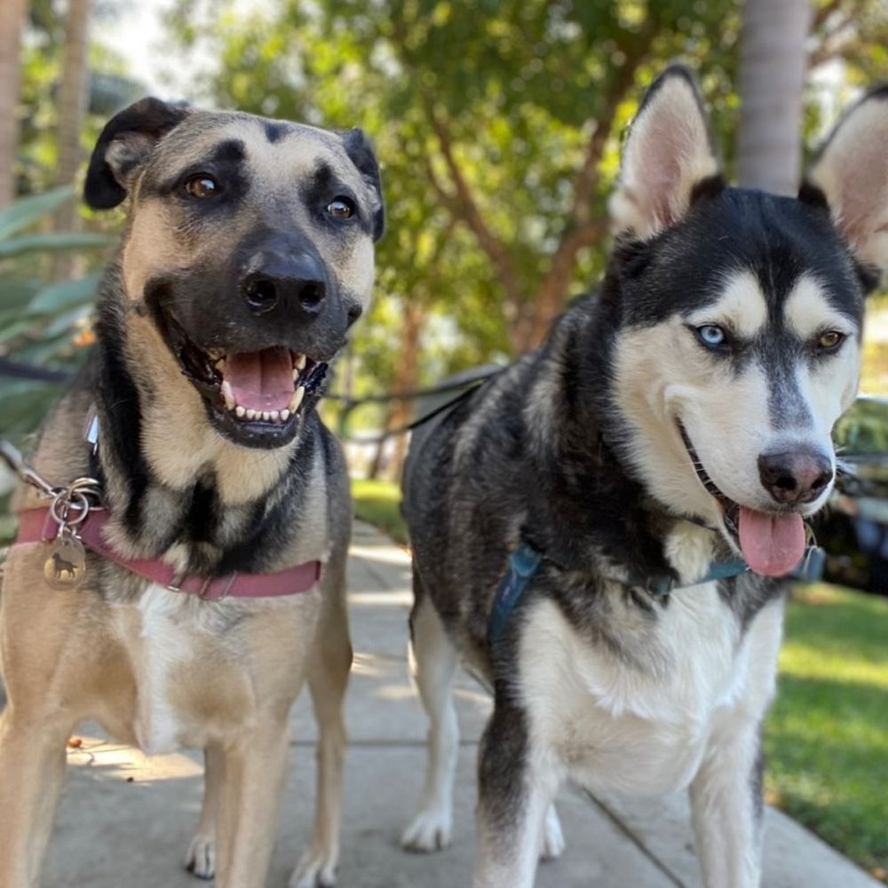 See Spot Sit - On the move - Dog Walkers Near Me - San Diego, California See Spot Sit - On the move - Dog Walkers Near Me - San Diego, California