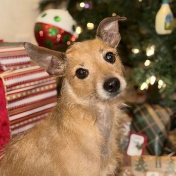 Taggs K9 - Pet Training Near Me - North Las Vegas, Nevada Taggs K9 - Pet Training Near Me - North Las Vegas, Nevada