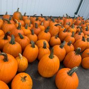 THE GARDEN FACTORY - 168 Photos & 42 Reviews - Nurseries & Gardening