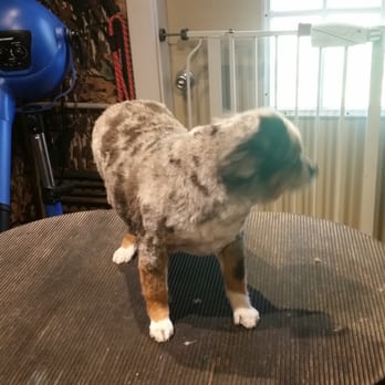 Schnauzer Snips Grooming and Boarding - Toy aussie - Pet Groomers Near Me - Lindale, Texas Schnauzer Snips Grooming and Boarding - Toy aussie - Pet Groomers Near Me - Lindale, Texas