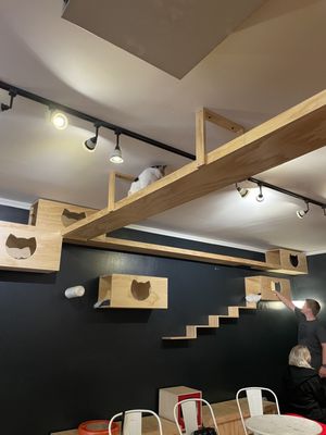 Denver Cat Company by null