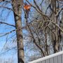 Photo of iClimb Tree Service