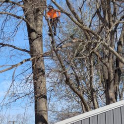 iClimb Tree Service - Safety first always tethered and knows exactly how and where to cut