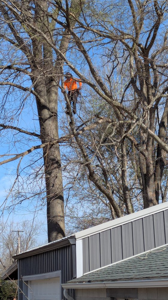 iClimb Tree Service - tree service in Shepherdsville, KY