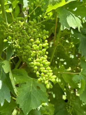 Azienda Agricola Quintarelli Giuseppe by null