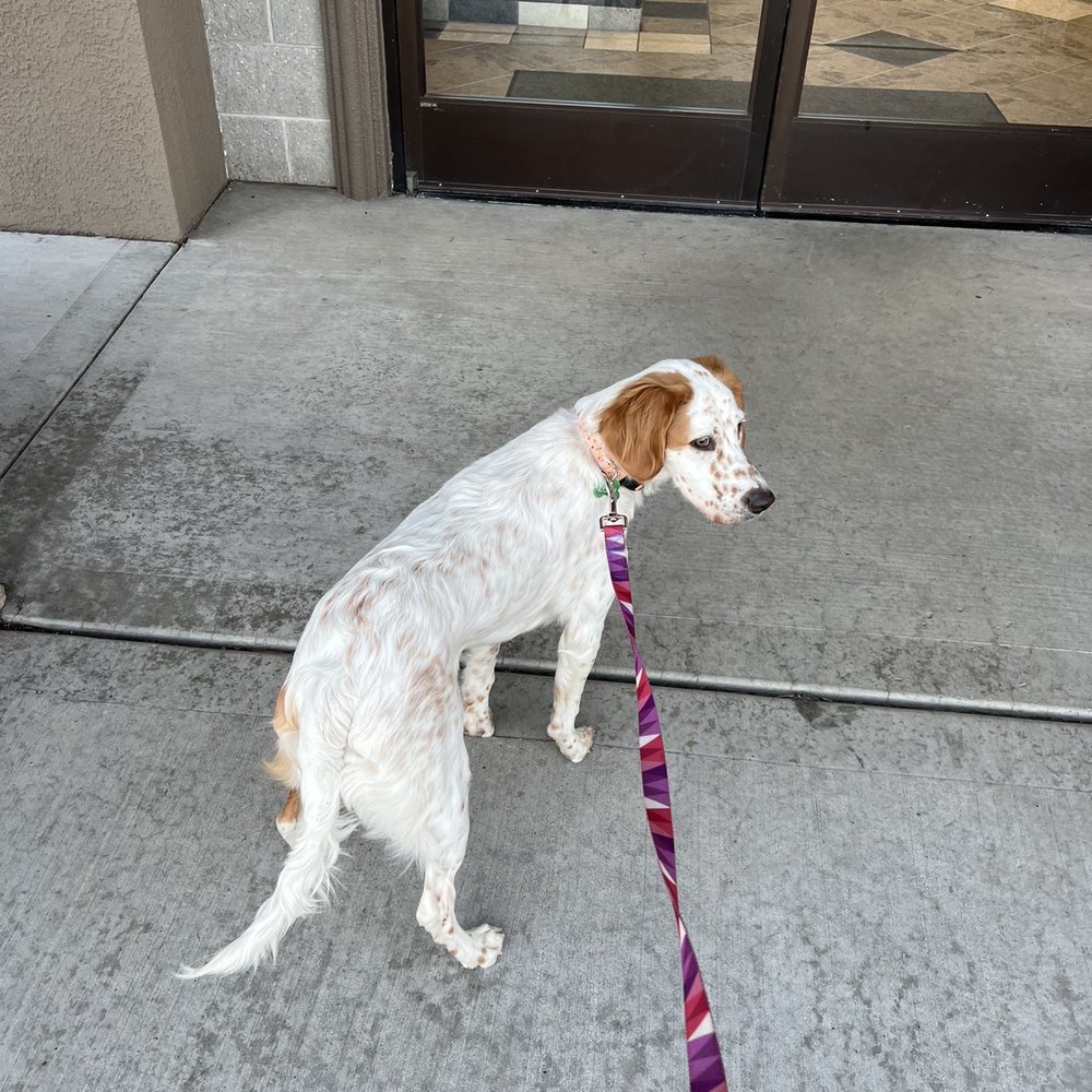 Aspen Animal Wellness - Veterinarians Near Me - Reno, Nevada