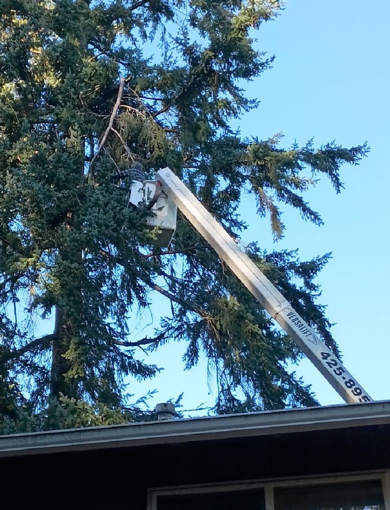 JD Tree Service - tree service in Redmond, WA
