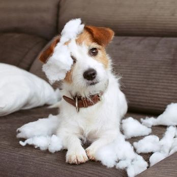 Big Sky Dog Training - Pet Training Near Me - Wonder Lake, Illinois Big Sky Dog Training - Pet Training Near Me - Wonder Lake, Illinois
