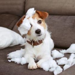 Big Sky Dog Training