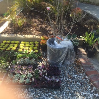 Ricardo's Nursery - Nurseries & Gardening Near Me - Long Beach, California Ricardo's Nursery - Nurseries & Gardening Near Me - Long Beach, California