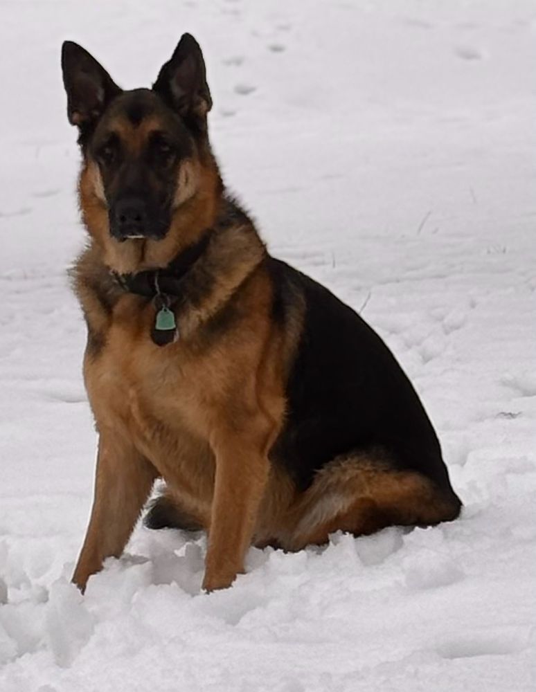 Axe & Hammer Construction - tree service in Boise, ID