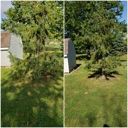 Mulberry Tree Service