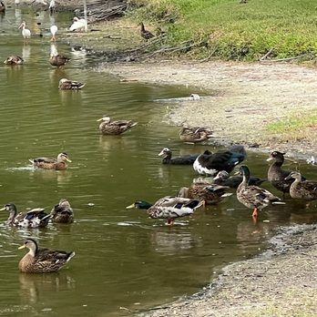 Lake Carola - Parks Near Me - Sanford, Florida